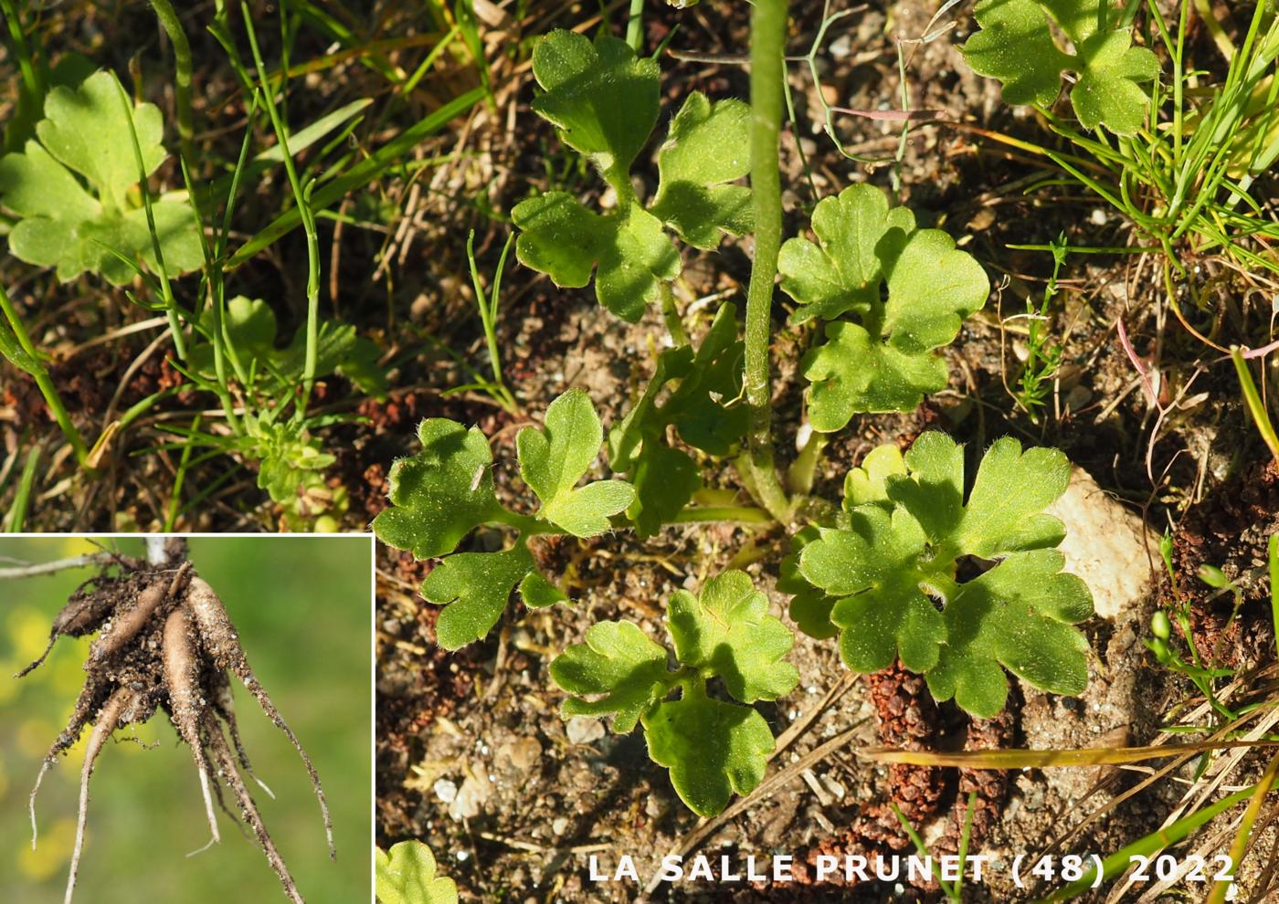 Buttercup, Montpellier leaf